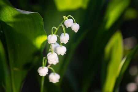 Blossoming lily of the valley. Lily-of-the-valley. Convallaria majalis.Spring background. Flower of lily of the valley on a blue background.の写真素材
