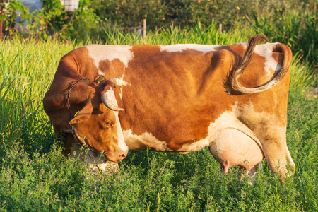 Cows grazing on pasture.の写真素材