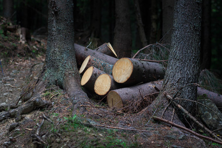 Woodpile of freshly harvested pine logs on a forest road under sunny skies. Trunks of trees cut and...
