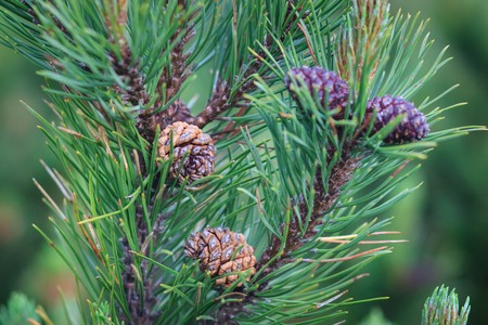 Pinus sylvestris with cones.の写真素材