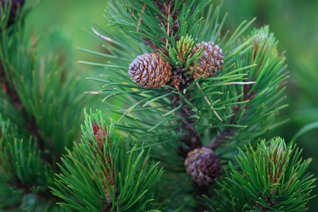 Pinus sylvestris with cones.の写真素材