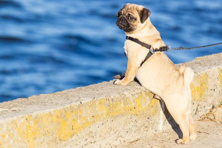 New born pug dog playing outdoors.Portrait of beautiful male Pug puppy dog.の写真素材