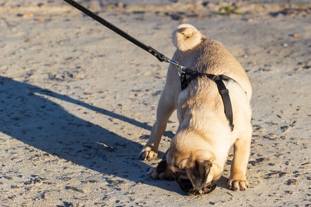 New born pug dog playing outdoors.Portrait of beautiful male Pug puppy dog.の写真素材