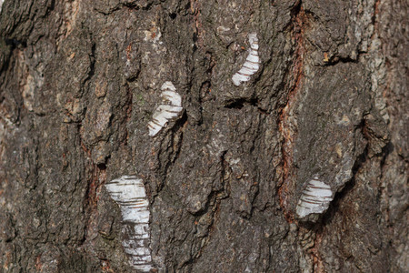 old Tree bark texture backgroundの写真素材
