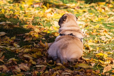 Beige pug dog on the leaves in autumnの写真素材