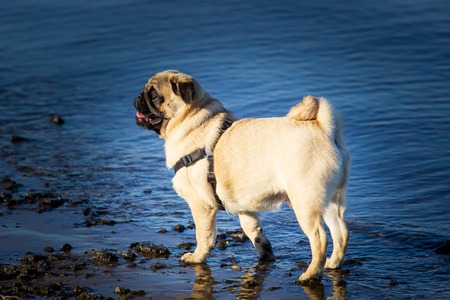 Pug standing in blue water.の写真素材