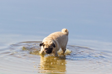 Pug standing in blue water.の写真素材