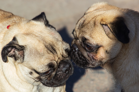 Two cute Pugs playing together in garden.の写真素材