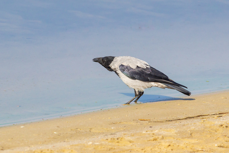 Hooded Crow (Scotch, Danish, Grey), Corvus cornix, goの写真素材
