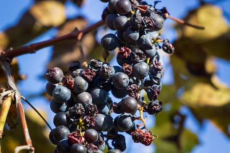 overripe grape close-up