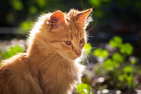 Tiny red kitten outdoors portrait.の写真素材