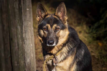 Dog on a chain guards yard close-up.の写真素材