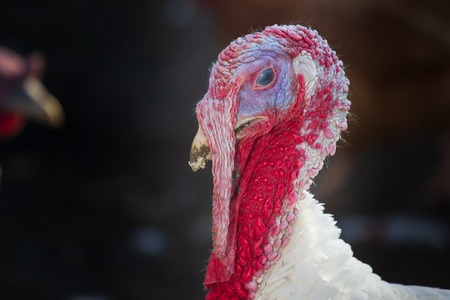 White turkey portrait close-upの写真素材