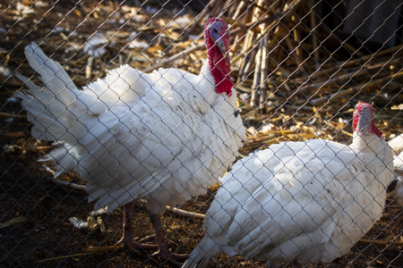 turkey in a cage on the farm. christmas foodの写真素材