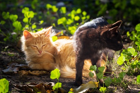 Two cats playing in garden, black and redの写真素材