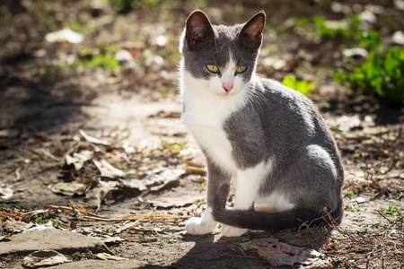 Small gray cat in the yard.の写真素材