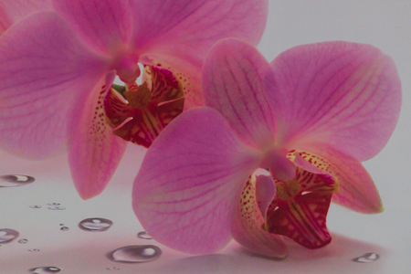 pink beautiful orchids with drops.の写真素材