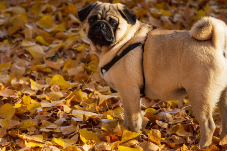 Pug in autumn leaves.の写真素材
