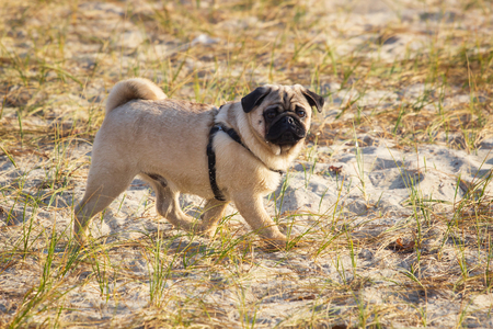 portrait of a pug dog with big sad eyes and a questioning look on the beach.の写真素材