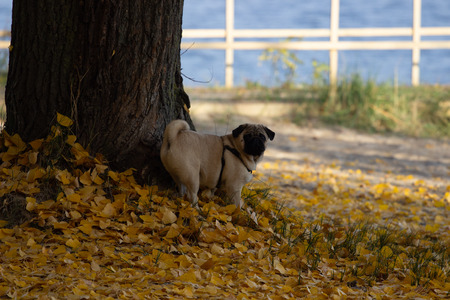 Pug in autumn leaves.の写真素材