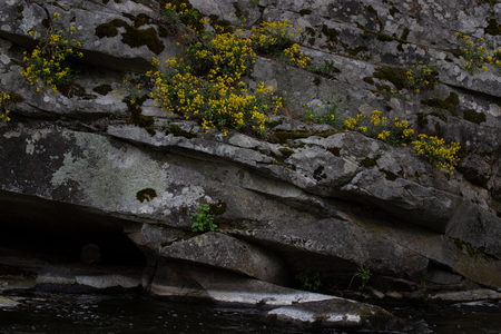 Plant grow up on cracked stone.の写真素材