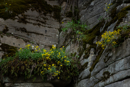Plant grow up on cracked stone.の写真素材