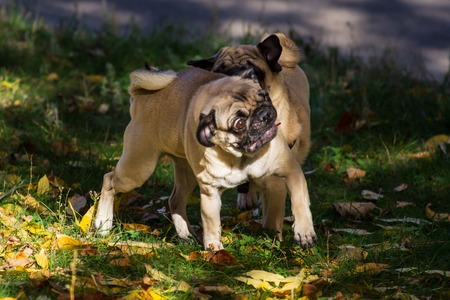 Two cute Pugs playing together in garden.の写真素材