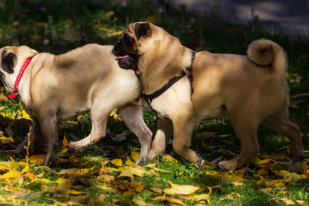 Two cute Pugs playing together in garden.の写真素材