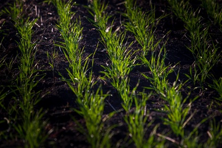 Shallow focus on line of new born wheat plants.の写真素材