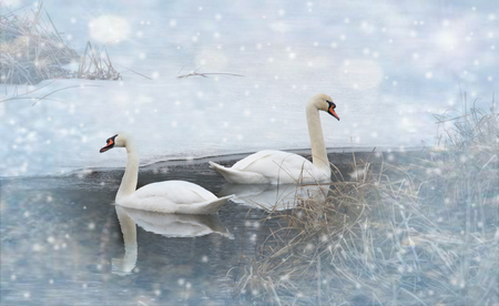 Two swans float in the winter along the blue waters of the river, whose shores are covered with snow.の写真素材