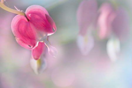 Violet and white bokeh background from naturalの写真素材