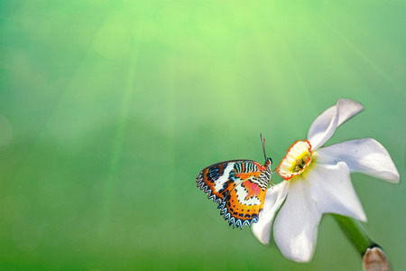 Spring background. Narcissus flower with butterflyの写真素材