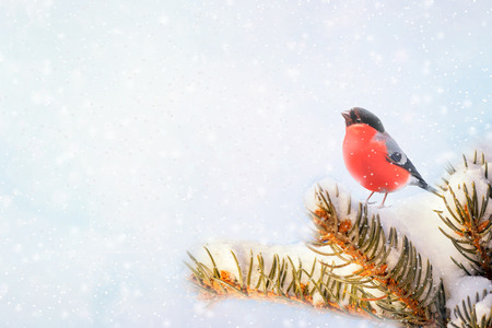 new year postcard bird bullfinch on a branch of a festive spruce with shiny hoarfrost sits in a beautiful winter park.の写真素材