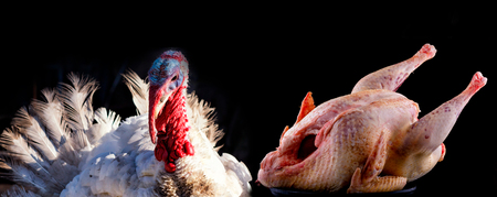 raw turkey carcass on black background for menu