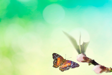 Beautiful colored butterfly in flight and branch of flowering tree in spring at Sunrise on light blue and green background macro. Amazing elegant artistic image nature in springの写真素材