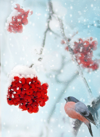 Male Pine grosbeak Pinicola enucleator feeding on frozen rowan berries. Winter backgroundの写真素材