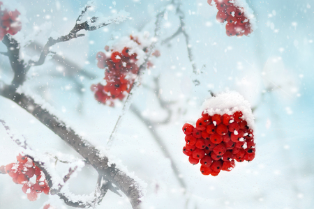 Red bunches of rowan covered with the first snowの写真素材