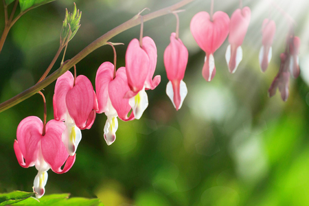 Dicentra - Bleeding Heart Flowers in sunny day. Spsce for text. Love Valentine day concept. Spring Backgroundの写真素材