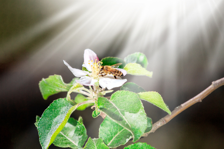 The bee sits on a flower of a bush blossoming apple-tree and pollinates him. Spring background with space for textの写真素材
