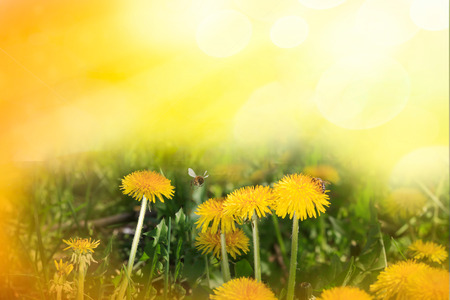 Bee on a Dandelion. Sunny day, spring or summer background, Space for textの写真素材