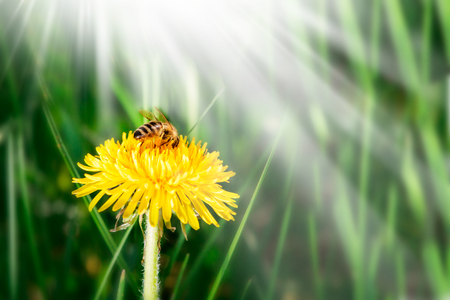 Bee on a Dandelion. Sunny day, spring or summer background, Space for text.の写真素材