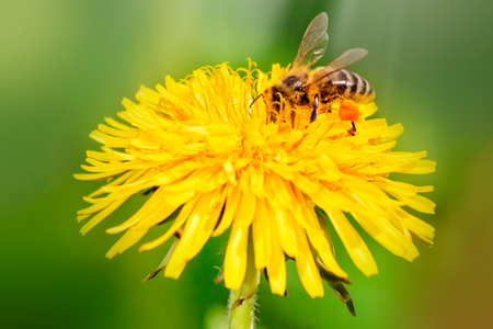 Honey bee collecting nectar from dandelion flower in the summer or spring time. Sunny day.の写真素材