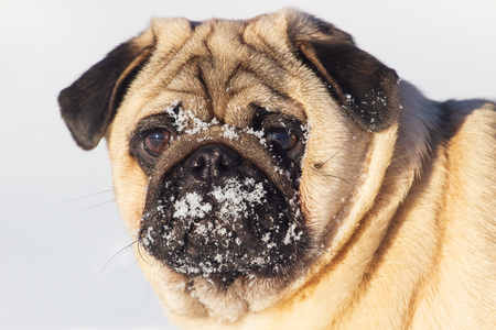 Happy fox dog with a frozen beard in the snow. Fun with a dog in the mountains. Hiking with a dogの写真素材