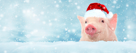 Piggy with christmas hat on snow winter background.の写真素材