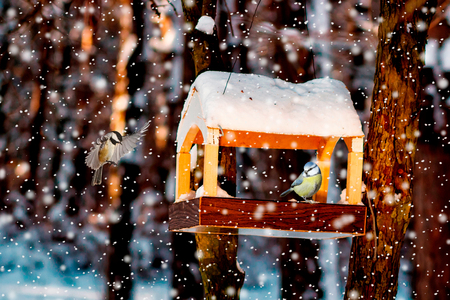 tit in the snowy winter bird feederの写真素材