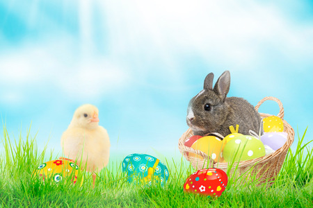 Bunny rabbit and chick are best friends with easter eggs on spring background.の写真素材