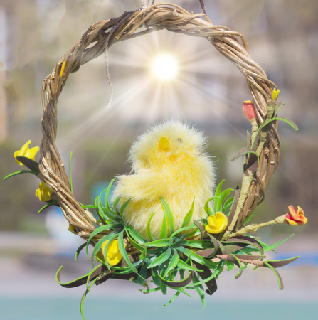 little easter chicken at sunny day.