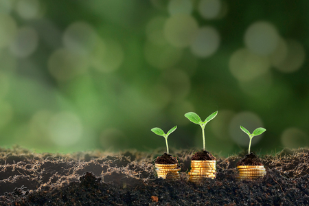 Growing plant on row of coin money , csr in businessの写真素材