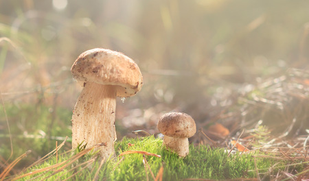 Mashroom in forest, Boletus edulis