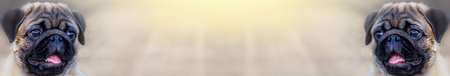 Website banner of a face puppy pug dog.